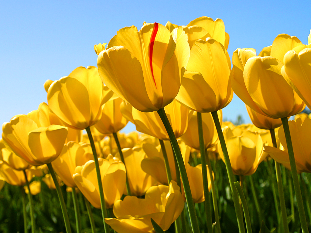 1562140421tulips.jpg