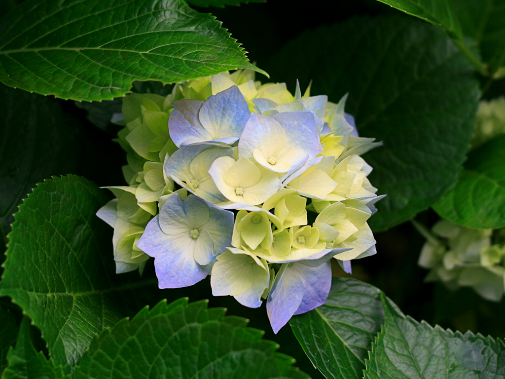 1596600392hydrangeas.jpg