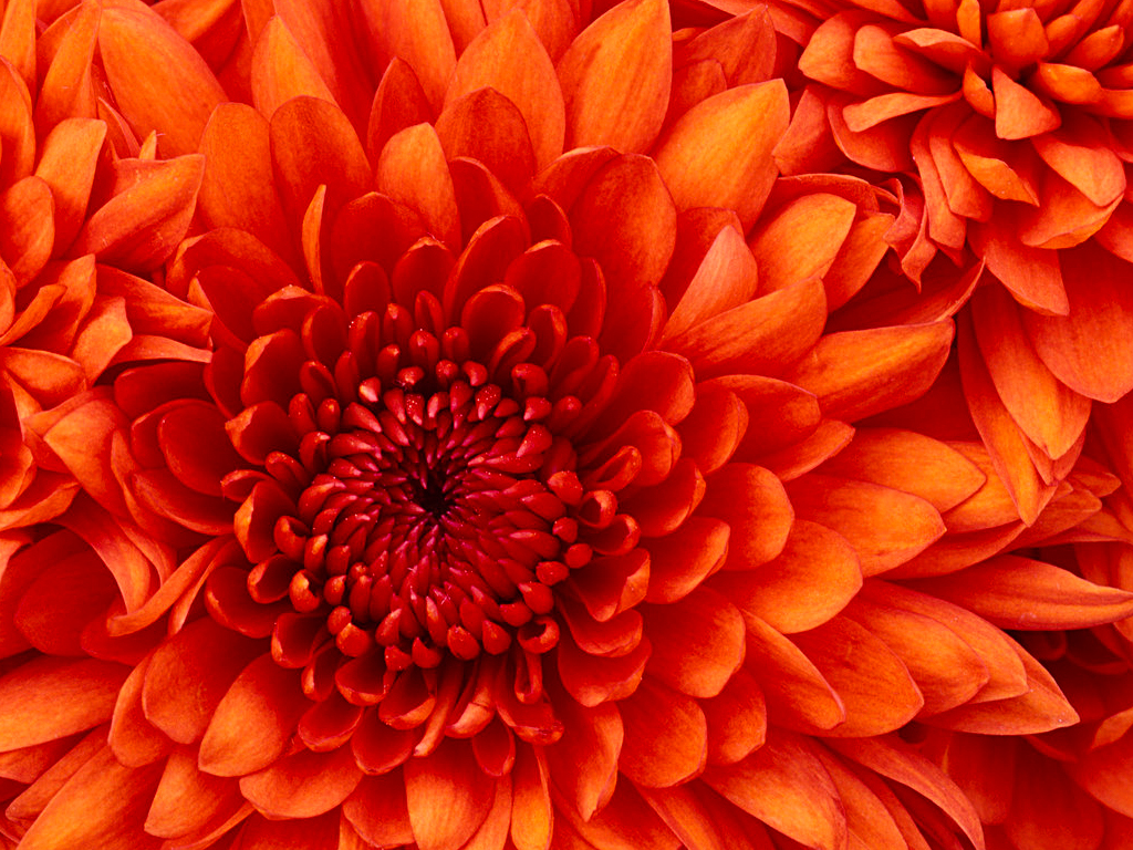 1554872027chrysanthemum.jpg